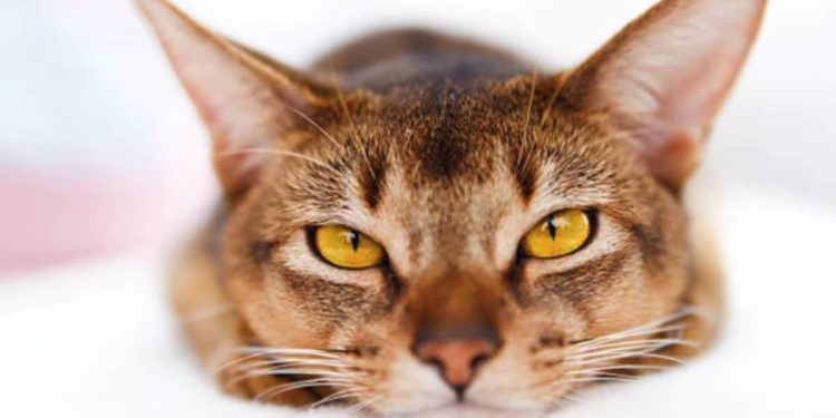 Comment aider un chat à respirer ?