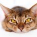 Comment aider un chat à respirer ?