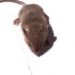 Comment tuer une souris rapidement ?