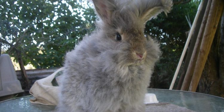 Comment couper les poils d'un lapin nain angora ?