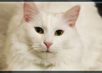 Comment sauver mon chat ?