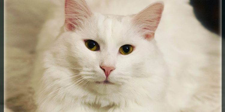 Comment sauver mon chat ?