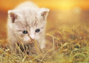Comment savoir quel âge a un chaton ?
