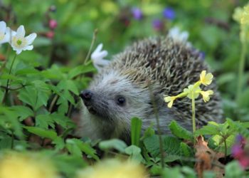 Pourquoi ne pas toucher un hérisson ?