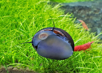 Quel est le meilleur escargot mangeur d'algues ?