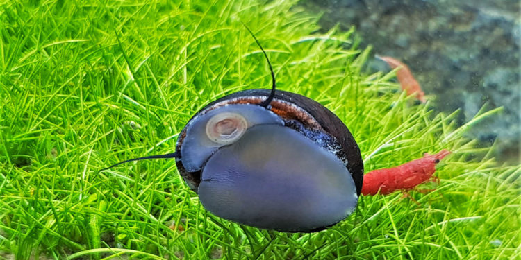 Quel est le meilleur escargot mangeur d'algues ?