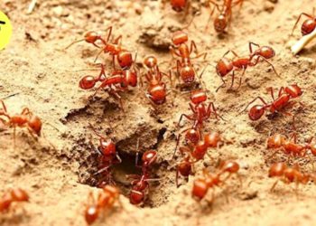 Comment se débarrasser d'un nid de fourmis ?