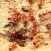 Comment se débarrasser d'un nid de fourmis ?