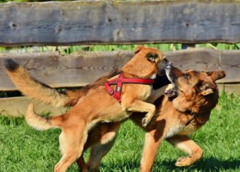 Comment savoir si son chien à la leishmaniose ?