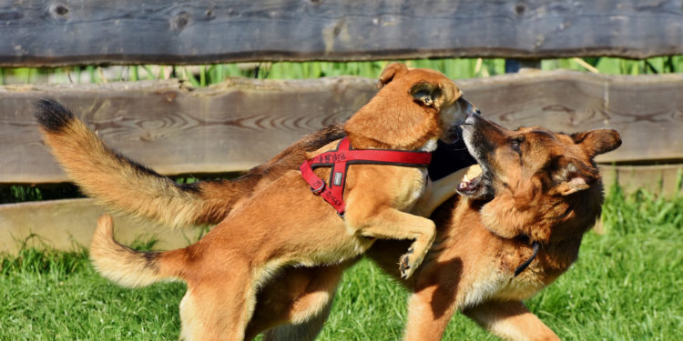 Comment savoir si son chien à la leishmaniose ?