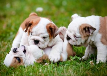 Comment choisir son chiot parmi une portée ?