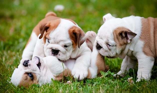 Comment choisir son chiot parmi une portée ?