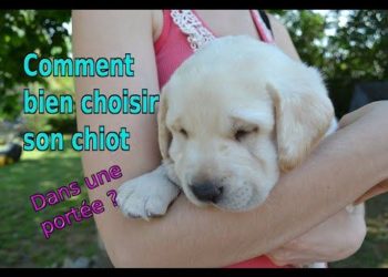 Comment choisir son chiot dans une portée ?