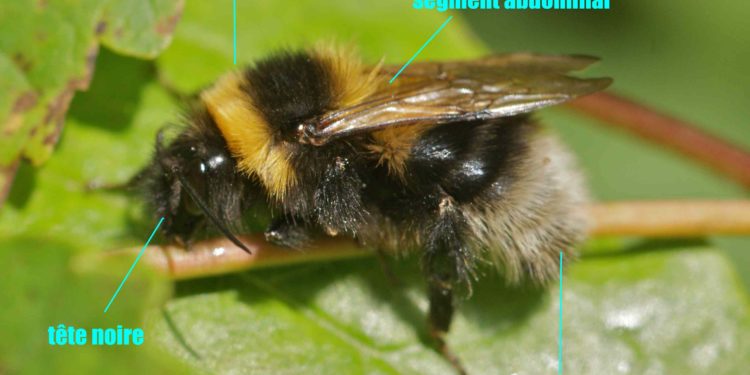 Comment reconnaître un bourdon mâle ?