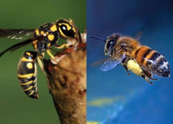 Qui pique l'abeille ou la guêpe ?