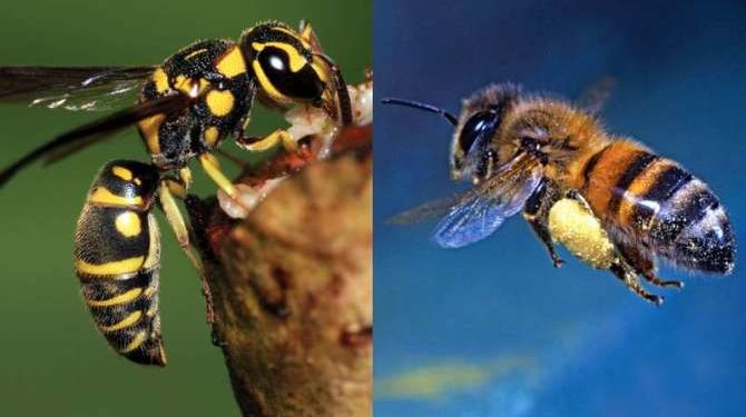 Qui pique l'abeille ou la guêpe ?
