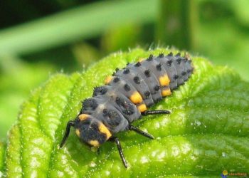 Comment sont les larves de coccinelle ?