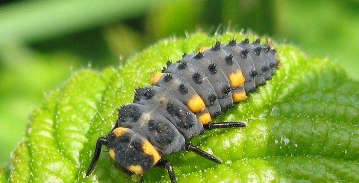 Comment sont les larves de coccinelle ?