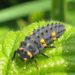 Comment sont les larves de coccinelle ?