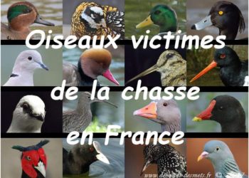 Quel oiseau Peut-on chasser ?