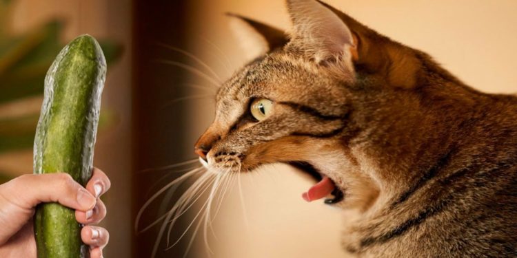 Pourquoi les chats ont le nez sec ?