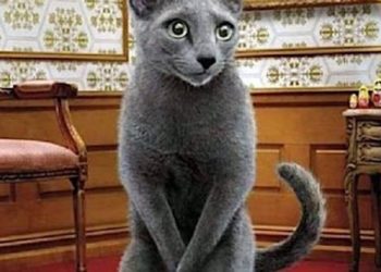 Est-ce normal de faire pipi blanc ?