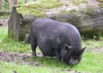 Quelle surface pour élever un cochon ?