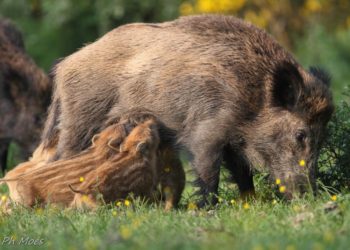 Quel est le mâle de la belette ?