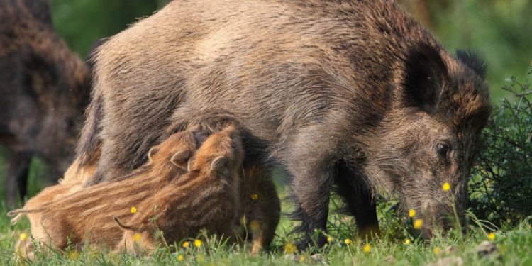 Quel est le mâle de la belette ?