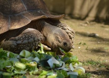 Comment donner à manger à une tortue de terre ?