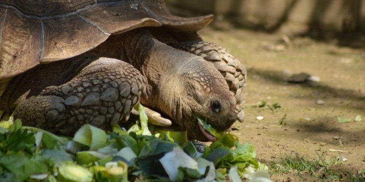 Comment donner à manger à une tortue de terre ?