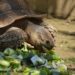 Comment donner à manger à une tortue de terre ?