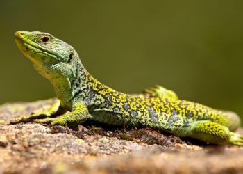 Comment endormir un lézard ?