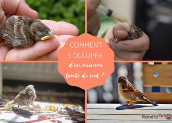 Comment faire manger un bébé moineau ?