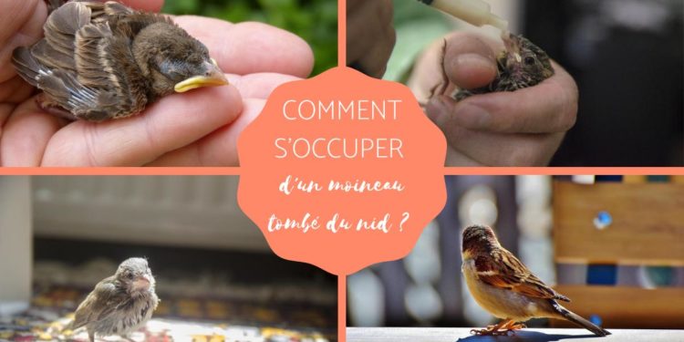 Comment faire manger un bébé moineau ?