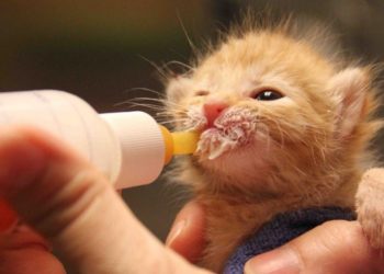 Comment nourrir une tortu ?