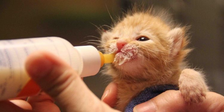 Comment nourrir une tortu ?