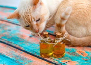 Comment donner de l'huile d'olive à un chat ?