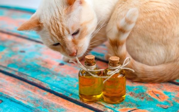 Comment donner de l'huile d'olive à un chat ?