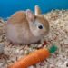 Quel aliment donner à un lapin nain ?