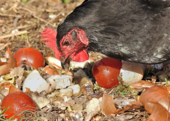 Est-ce que les poules mangent des fruits ?
