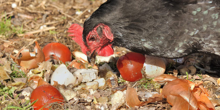 Est-ce que les poules mangent des fruits ?