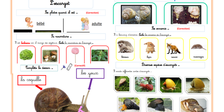 Est-ce que les escargots boivent ?