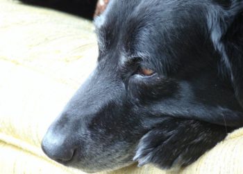 Comment augmenter les globules rouges chez un chien ?