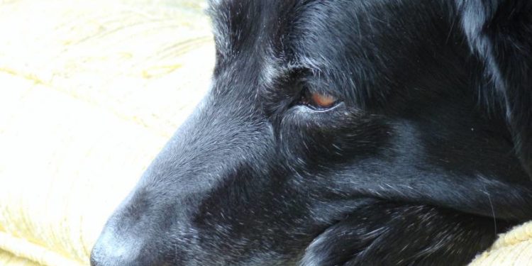 Comment augmenter les globules rouges chez un chien ?