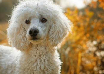 Quand votre chien ne mange plus ?