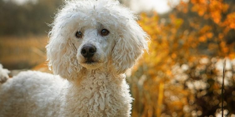 Quand votre chien ne mange plus ?