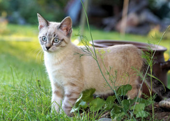 Comment faire prendre un vermifuge à un chat ?