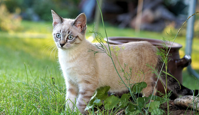 Comment faire prendre un vermifuge à un chat ?
