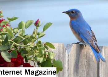 Comment attirer les merles ?